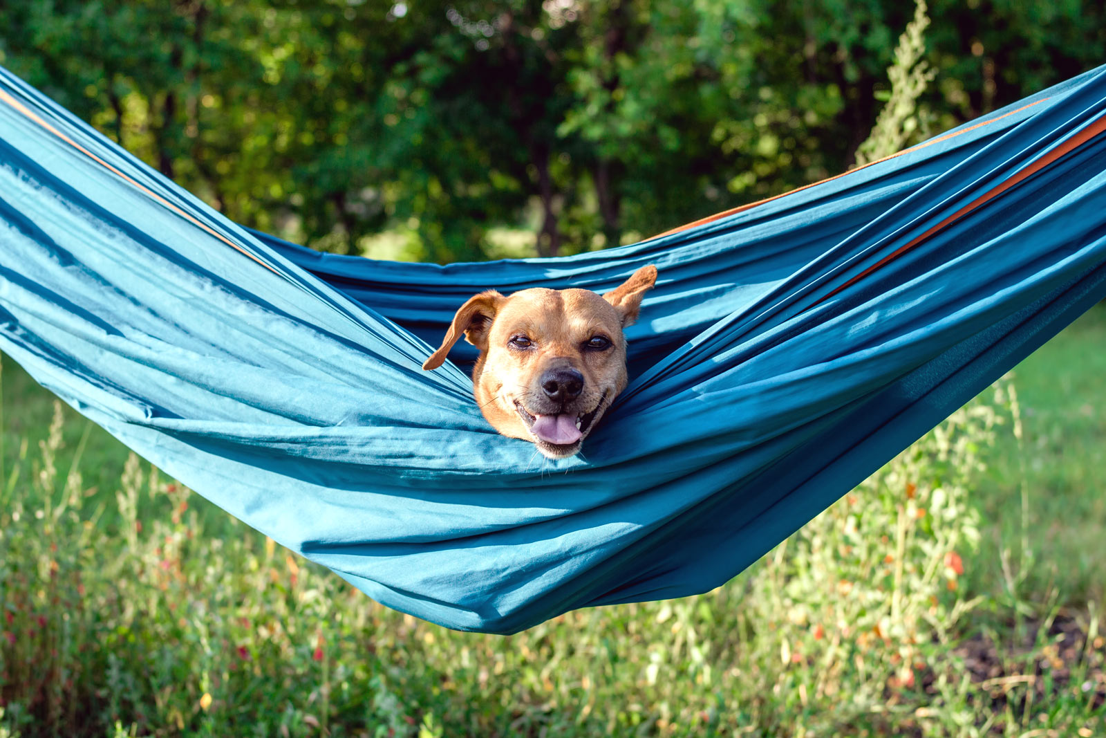 Battre la chaleur : 9 solutions pratiques pour rafraîchir votre chien dans le jardin