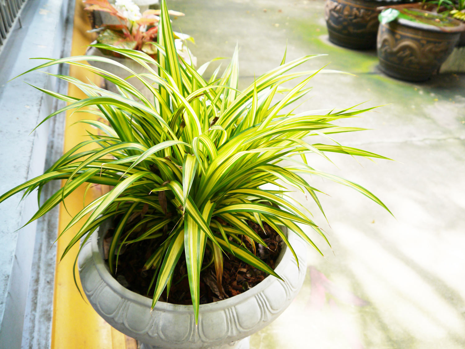 Découvrez 3 plantes extraordinaires qui prennent vie dans l’obscurité