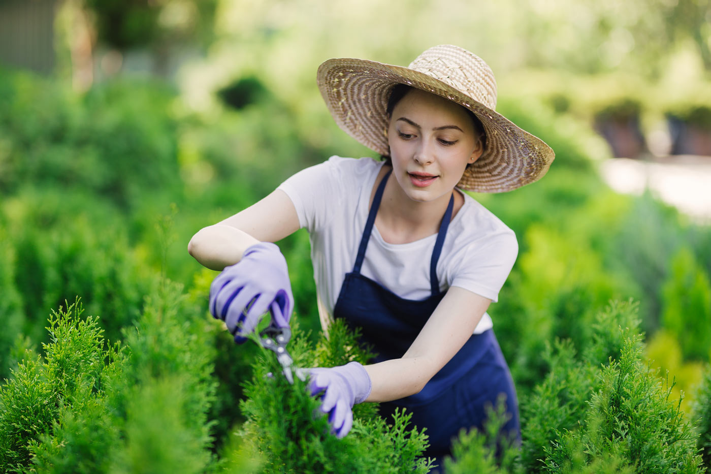 Les 7 meilleures haies écologiques pour embellir et protéger votre jardin