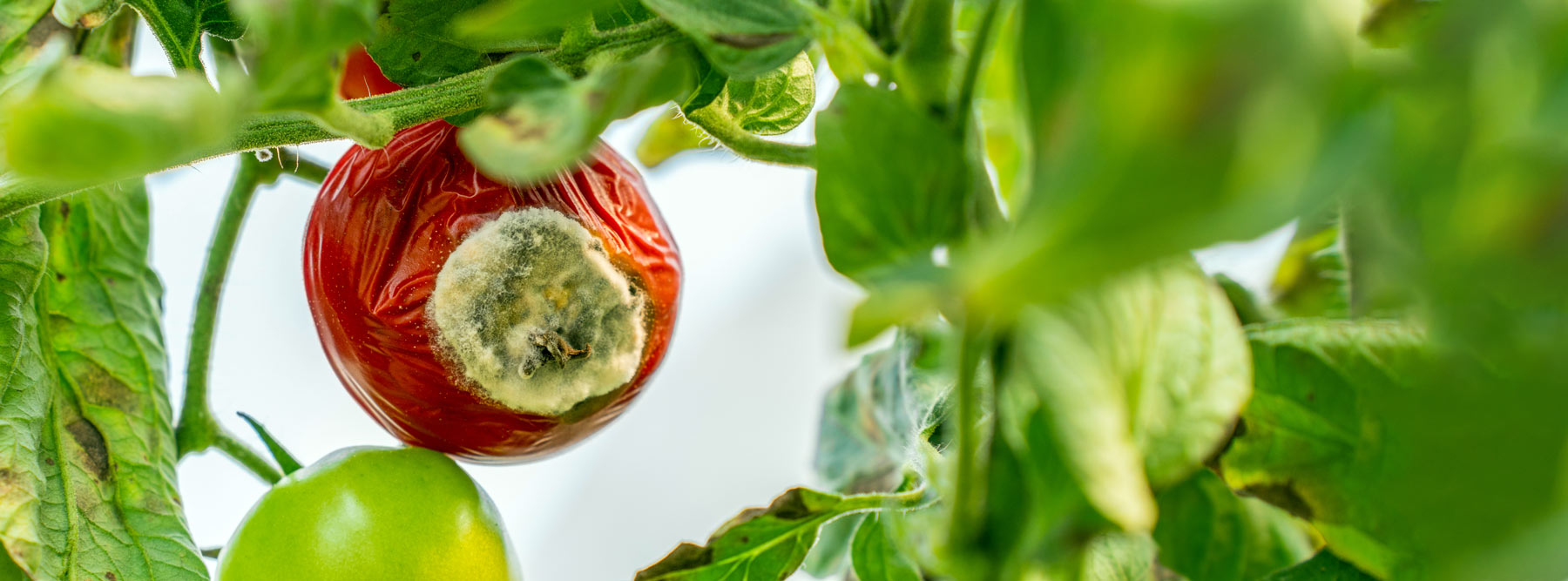 Une mystérieuse bactérie du sol décime les tomates et les poivrons