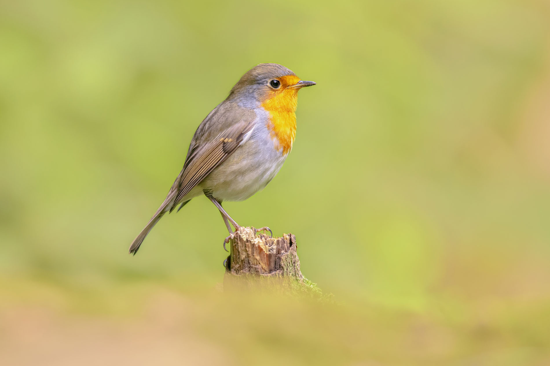 Canicule et restriction d’eau : 5 astuces pour protéger les animaux de votre jardin