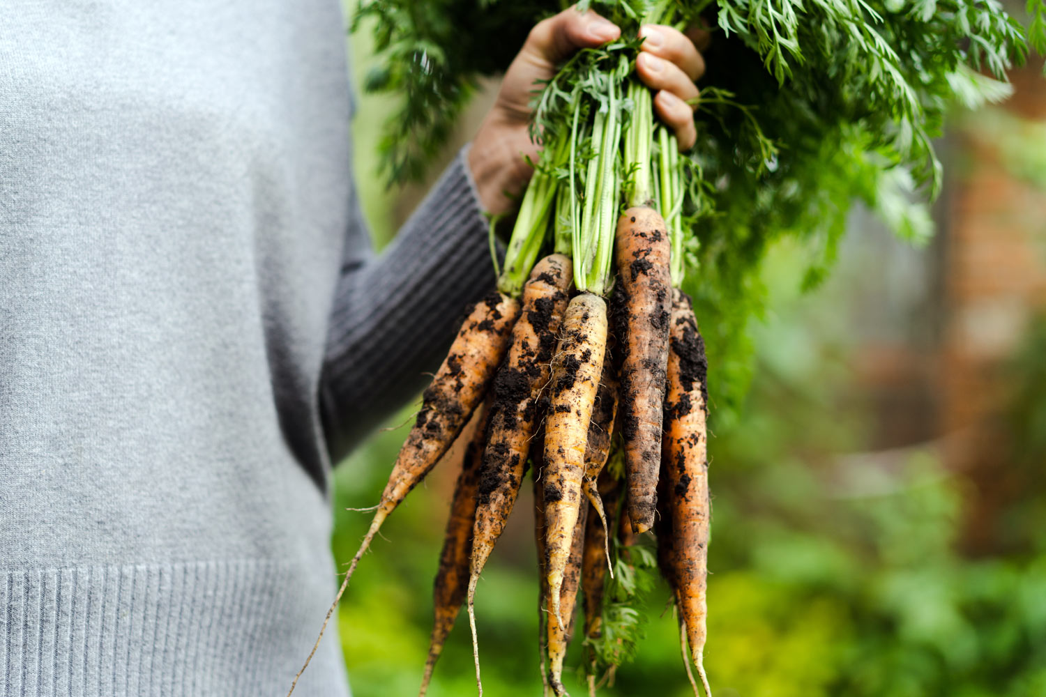 La carotte au potager : de la semis à l’assiette tous les conseils