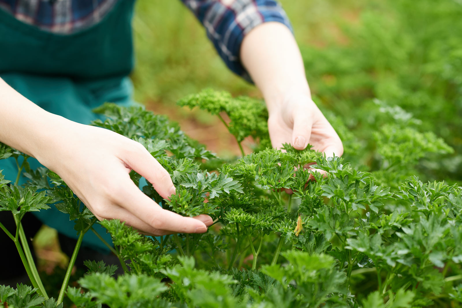 Réussir la culture du céleri dans votre potager étape par étape