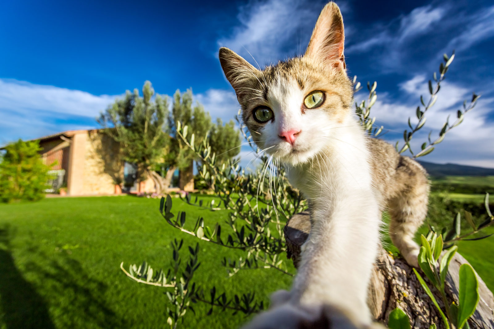 7 conseils pour protéger votre chat de la chaleur en été au jardin