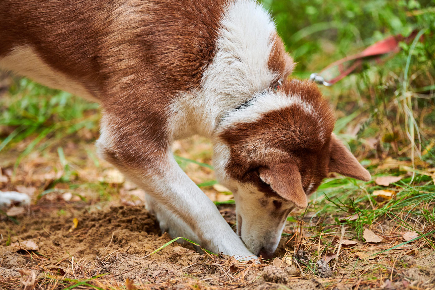 Découvrez comment empêcher votre chien de creuser partout dans votre jardin