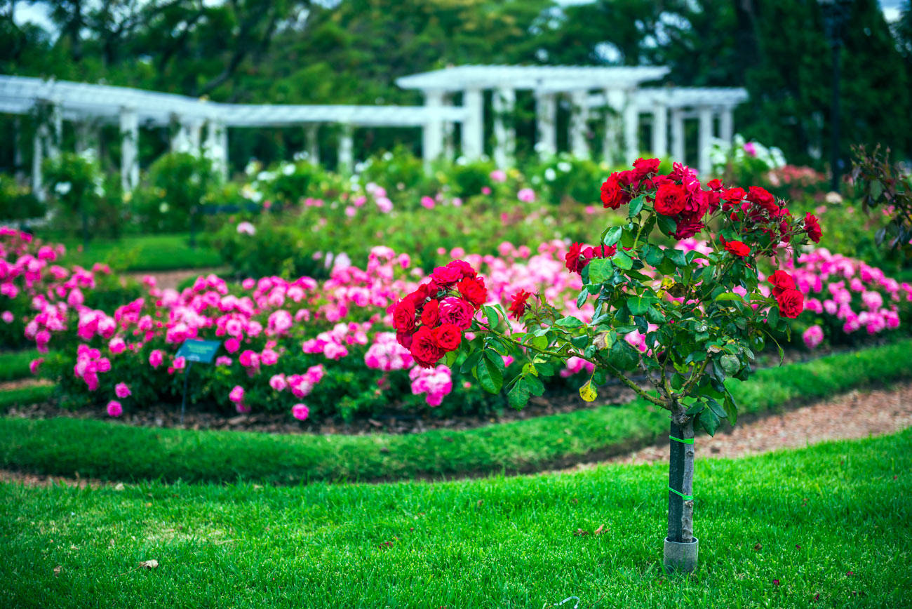 Comment planter un rosier dans votre jardin ? Mes conseils pratiques