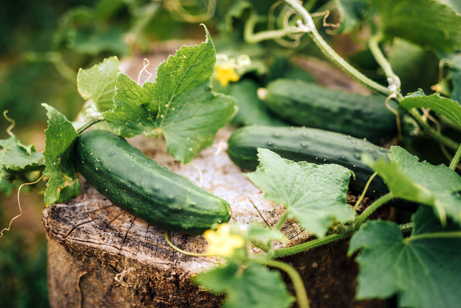 Planter des concombres dans votre potager tout ce que vous devez savoir