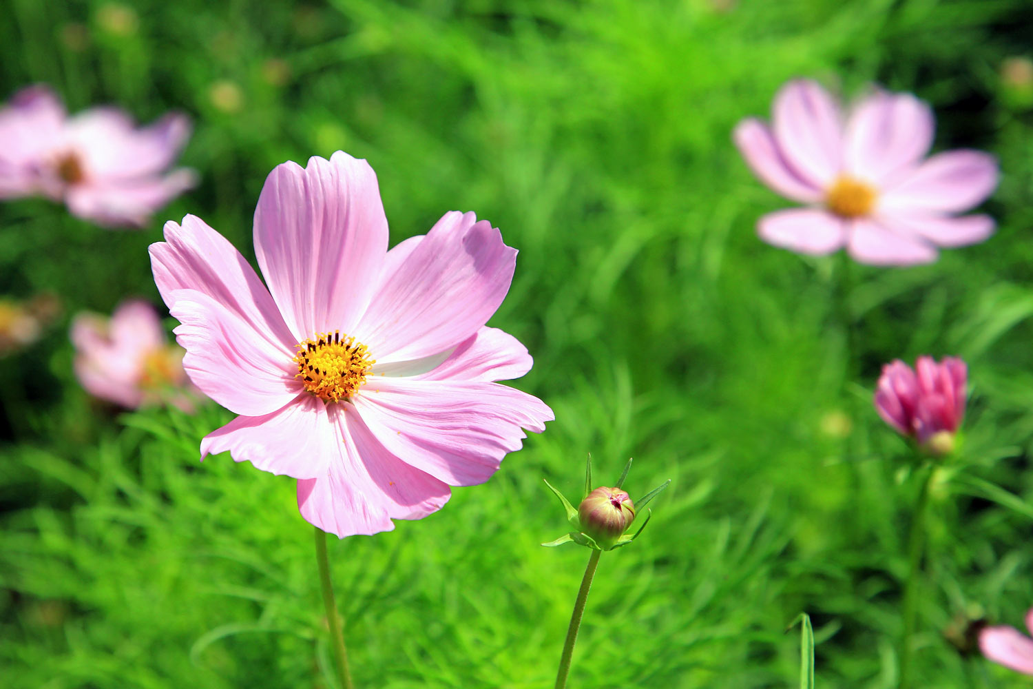 Comment intégrer des fleurs comestibles à votre potager ?