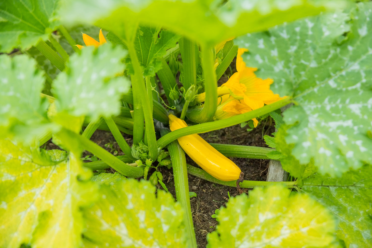 Vos courgettes ne grossissent pas ? Voici 6 astuces et solutions pratiques