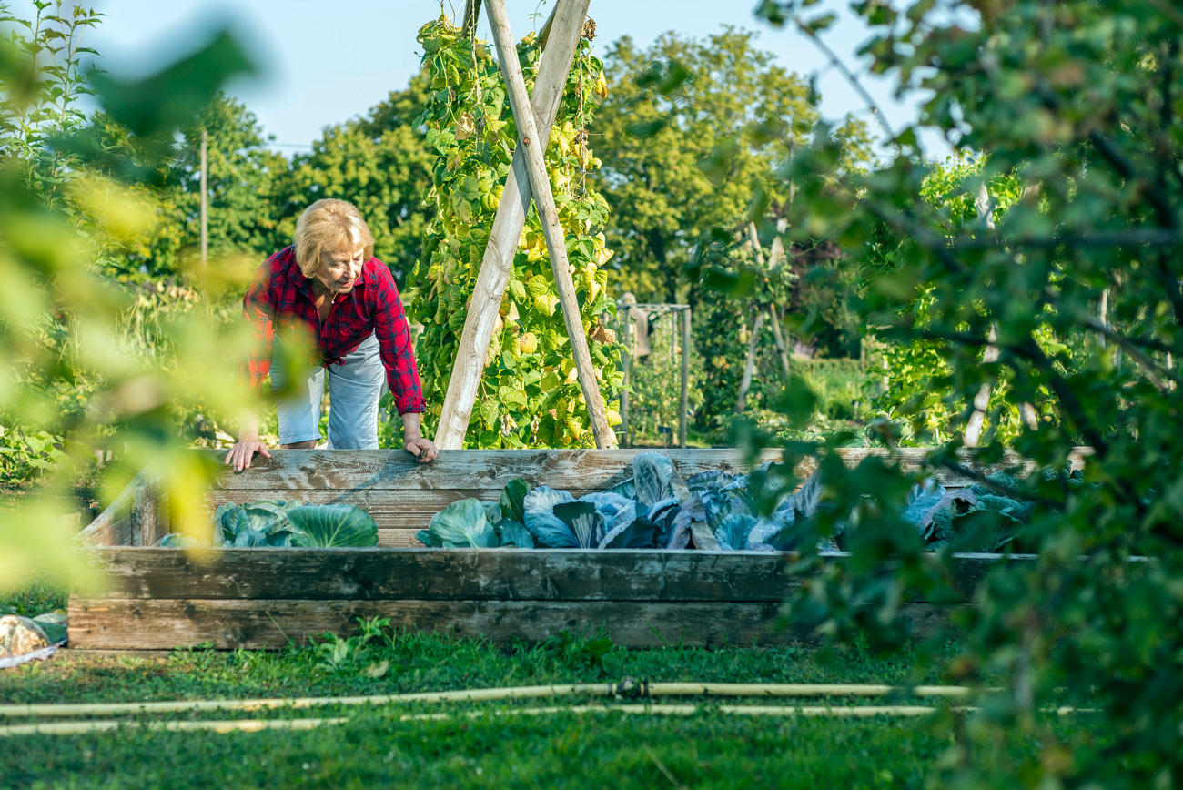 Culture en lasagnes : la solution de jardinage économique en eau