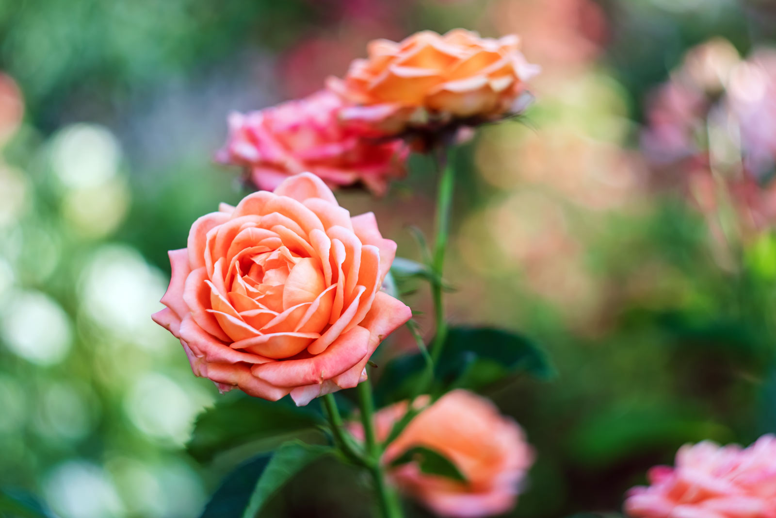 Les maladies des rosiers dans nos jardins, comment les traiter ?