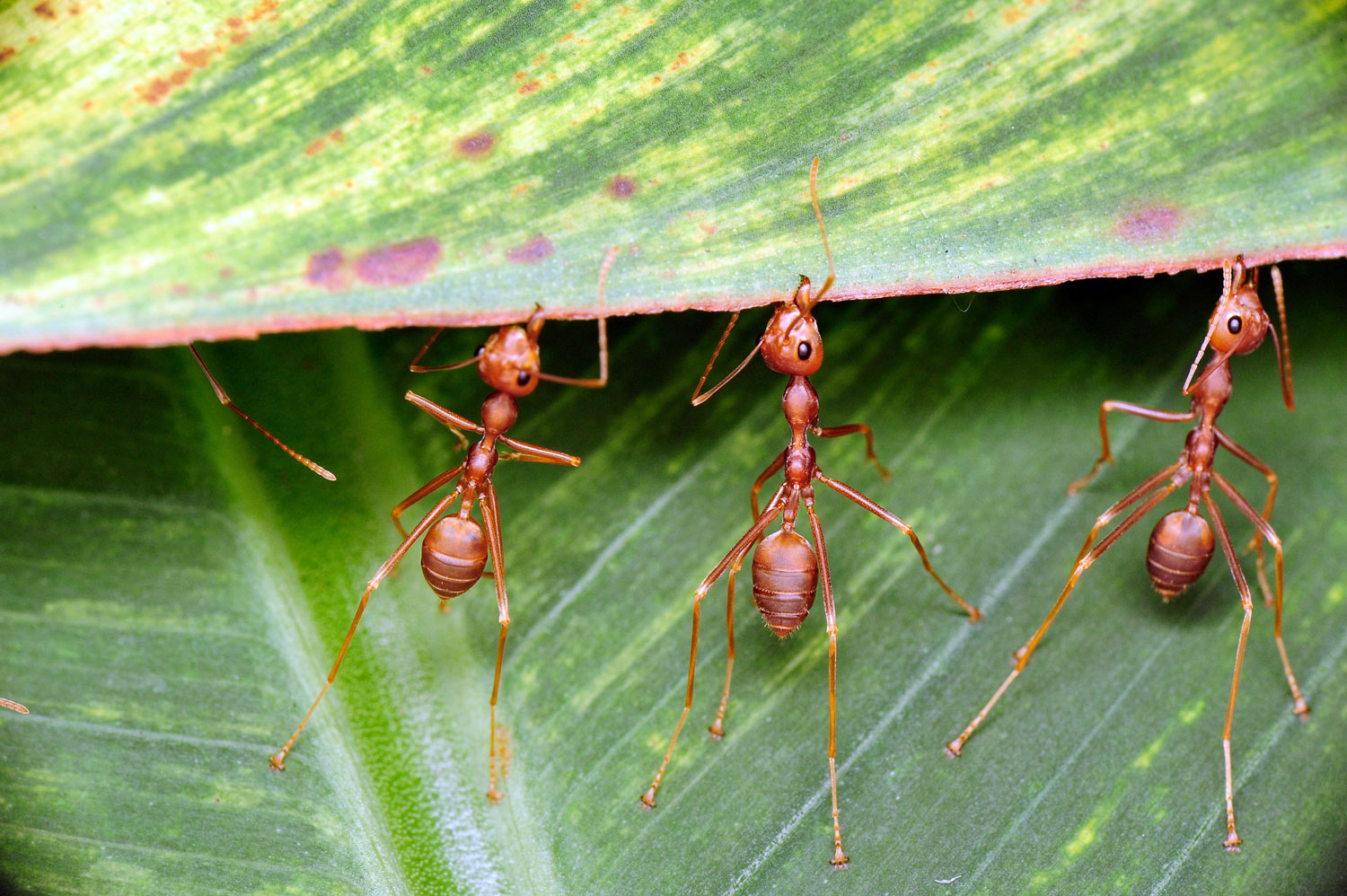 Découvrez la vérité surprenante sur les fourmis : amies ou ennemies de votre jardin ?