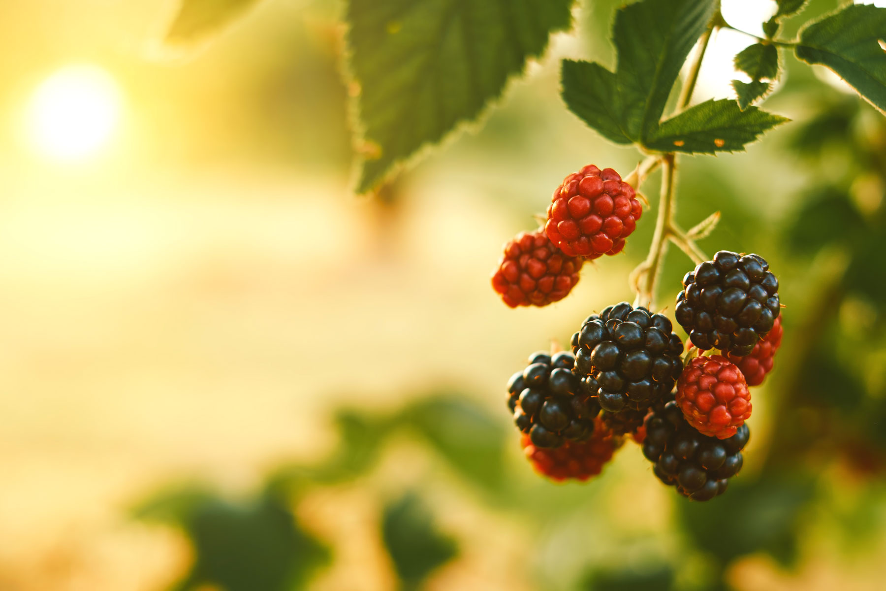 Planter en Juillet : les 7 fruits parfaits et leur entretien pour une récolte abondante