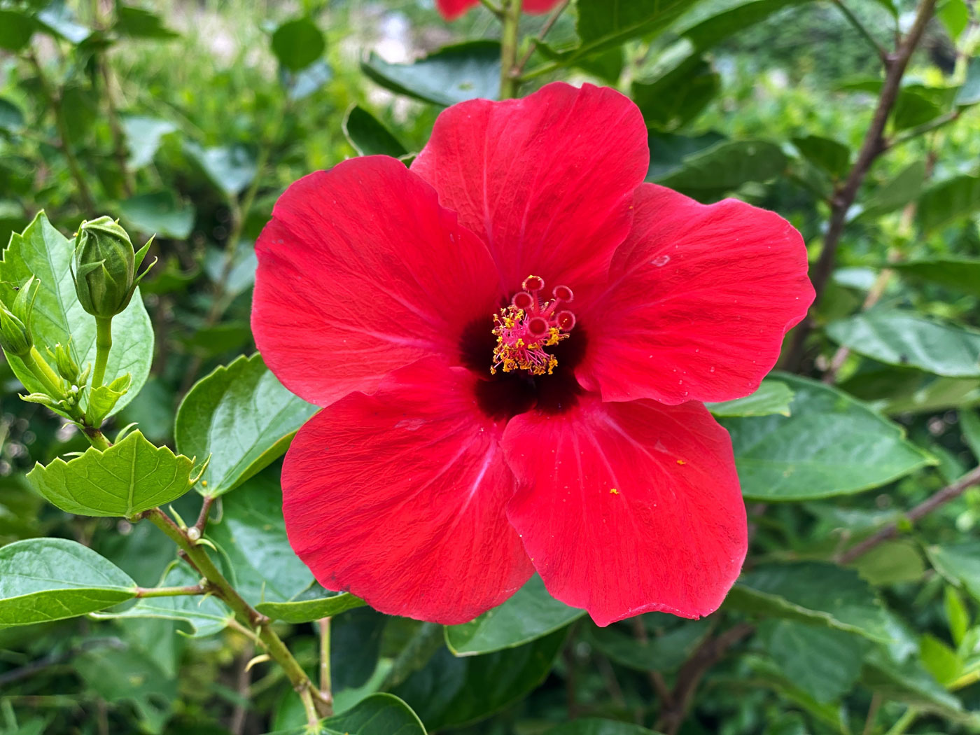 Cultiver l’Hibiscus Rustique, découvrez sa plantation et son entretien