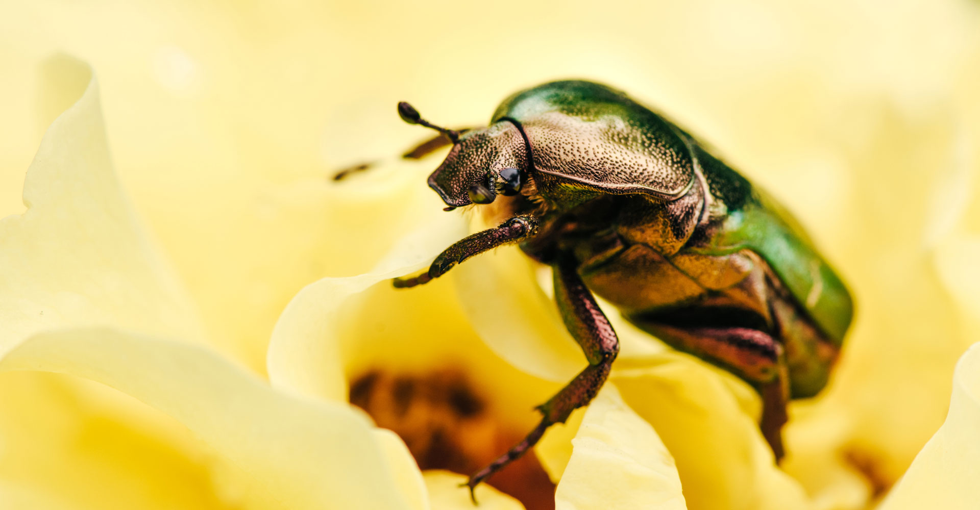 Les hannetons envahissent votre jardin ? Voici les 5 astuces bio qui les feront fuir !