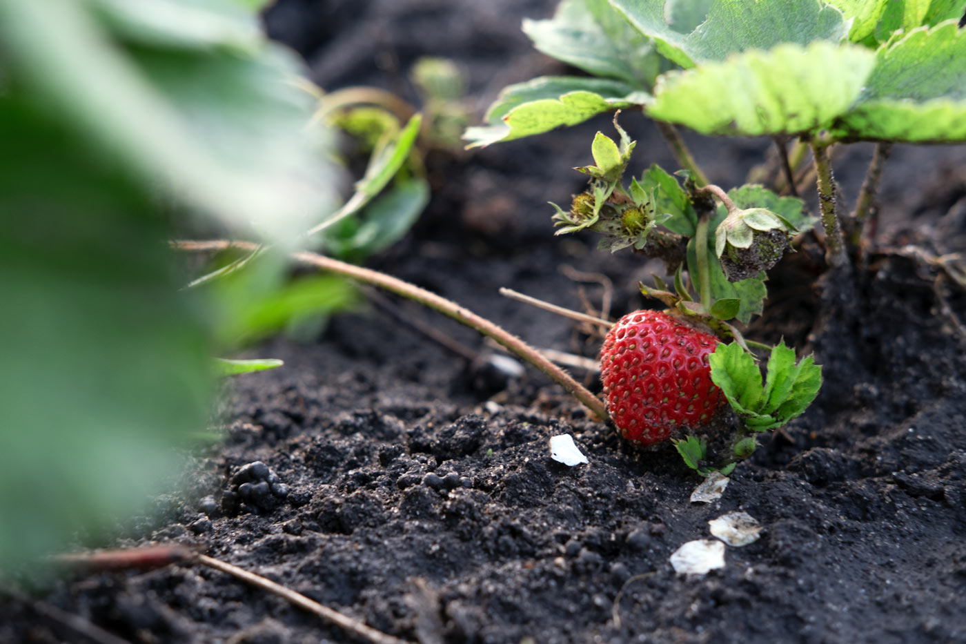 Top 10 des fruits et légumes faciles à cultiver en permaculture