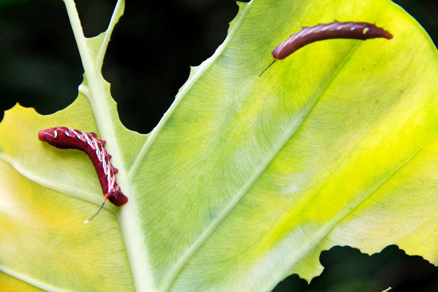 5 secrets pour garder votre potager sans insectes : agissez dès aujourd’hui !