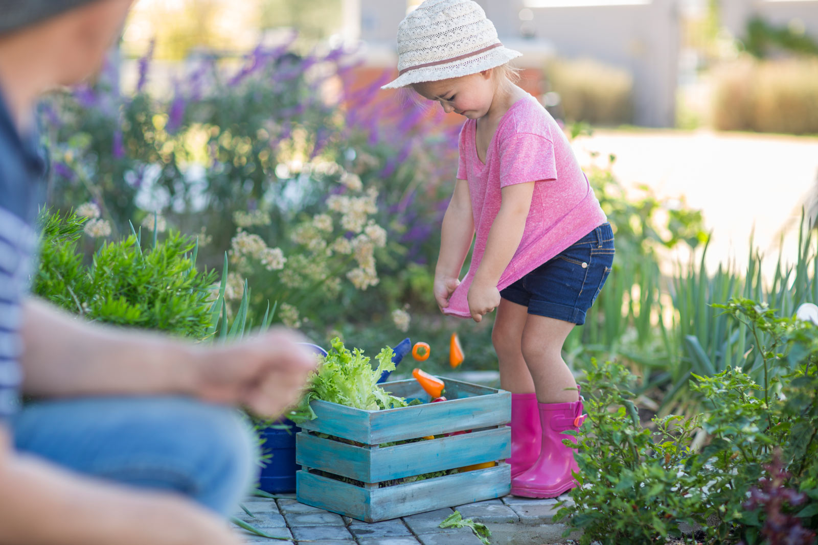 7 légumes parfaits à semer en Juillet dans votre potager pour une récolte sans effort