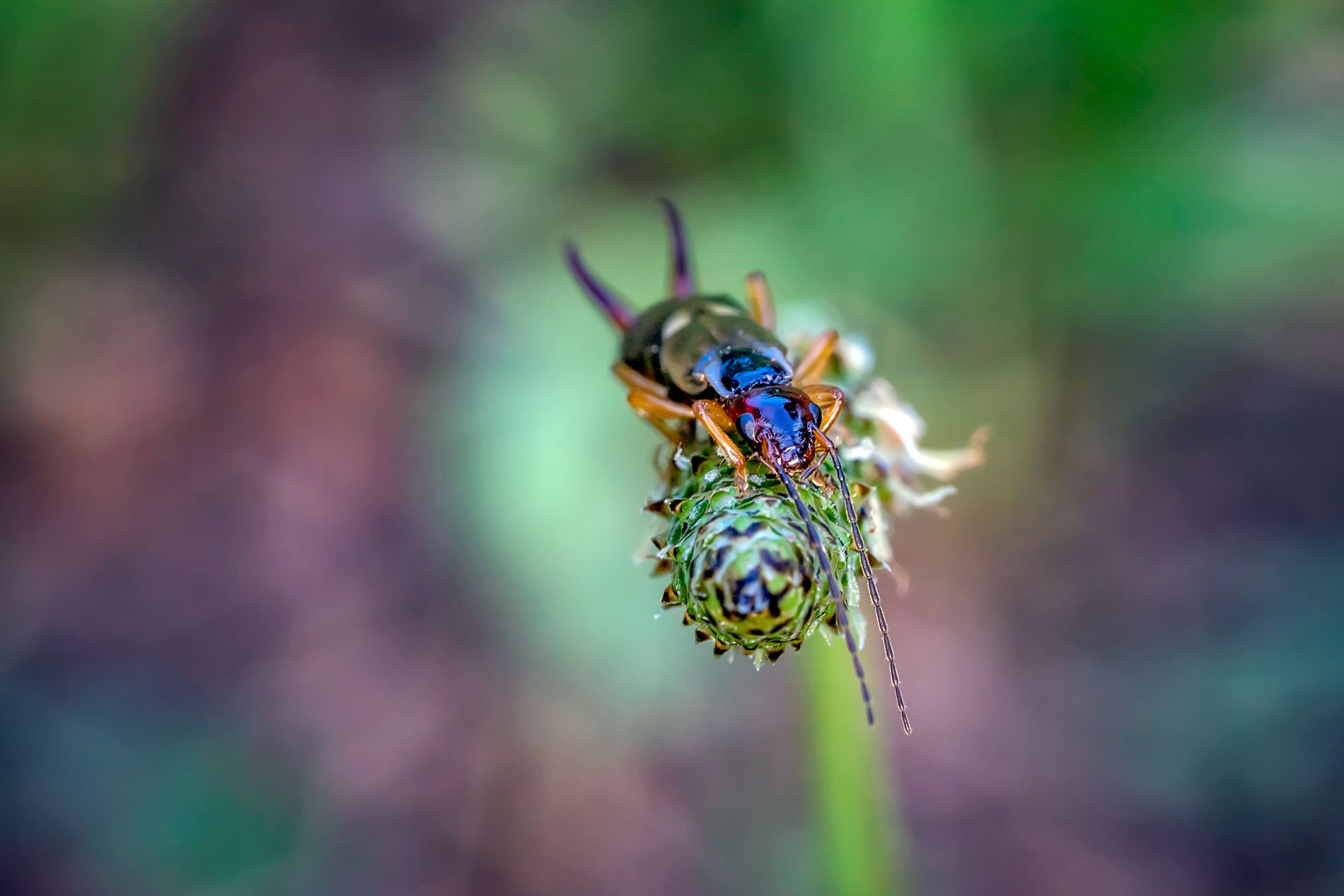 Pince-oreille ou perce-oreille pourquoi c’est un allié précieux au jardin