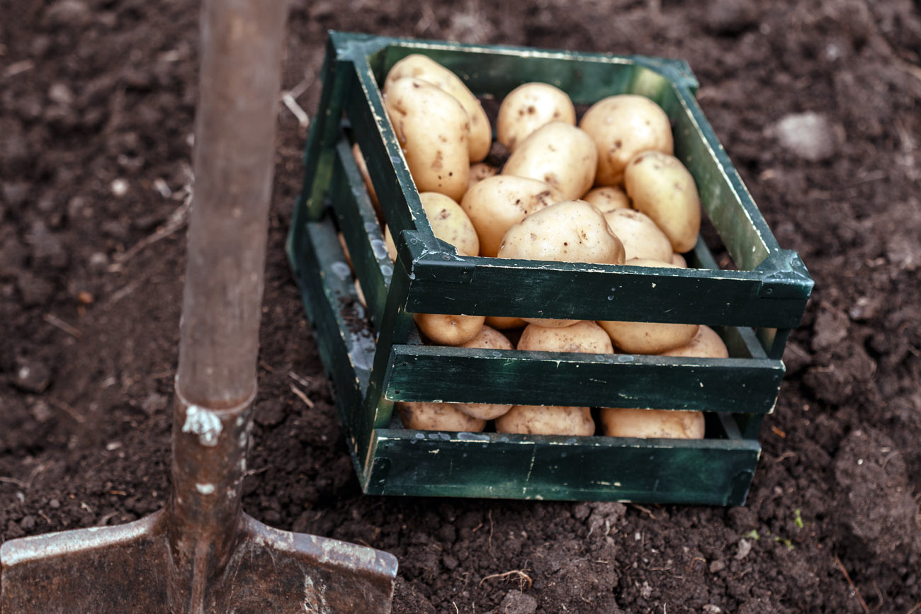 Des pommes de terre dans votre potager : tous les conseils