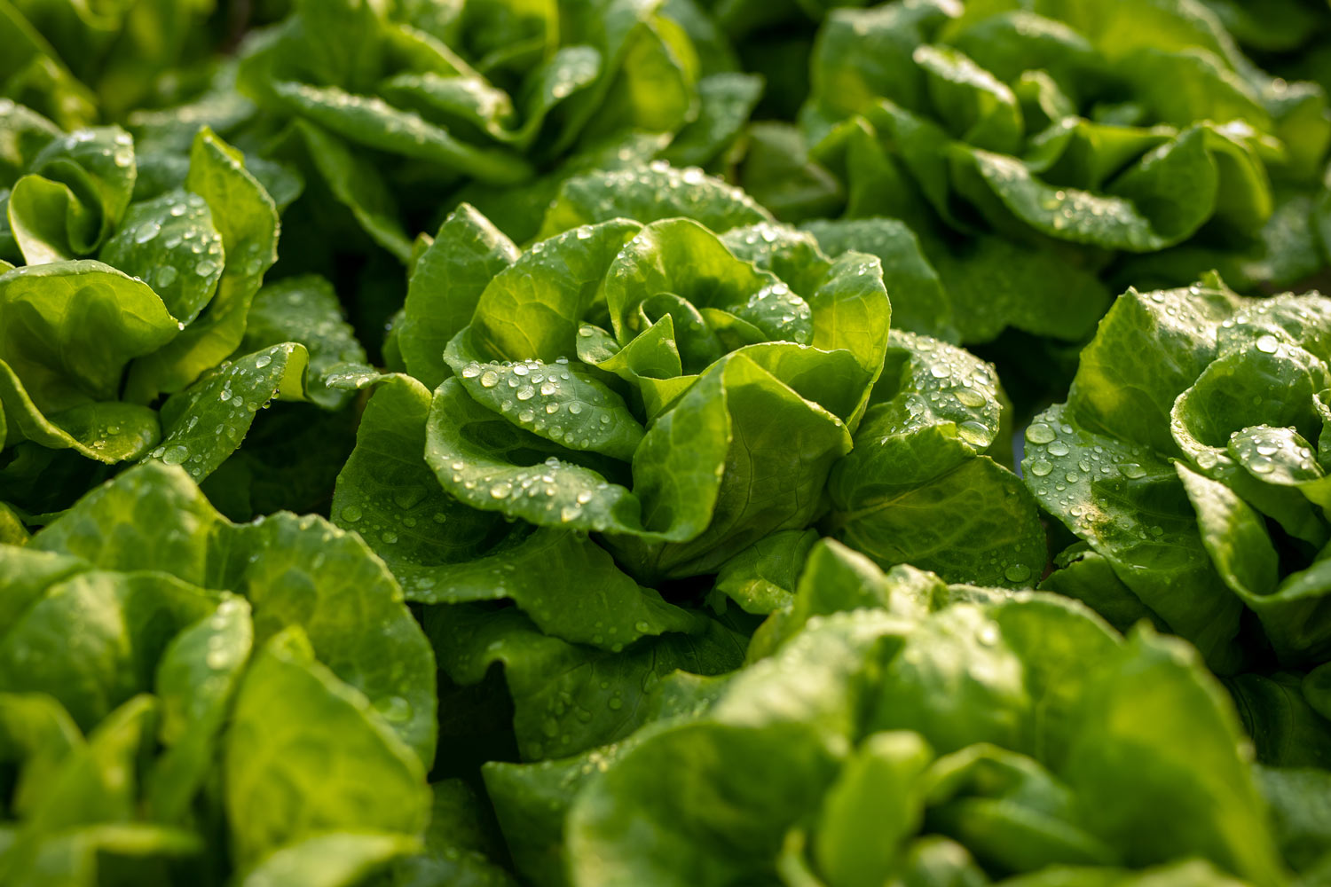 La laitue au potager : conseils de culture, entretien et récolte