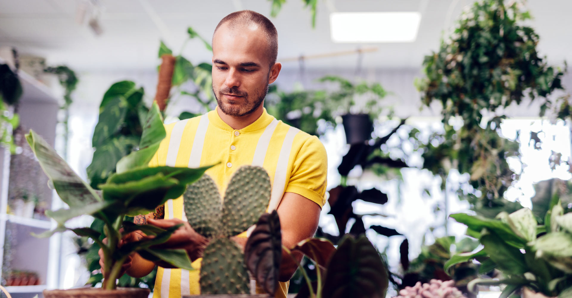 Bouturer une plante avec succès : conseils et astuces pour les débutants