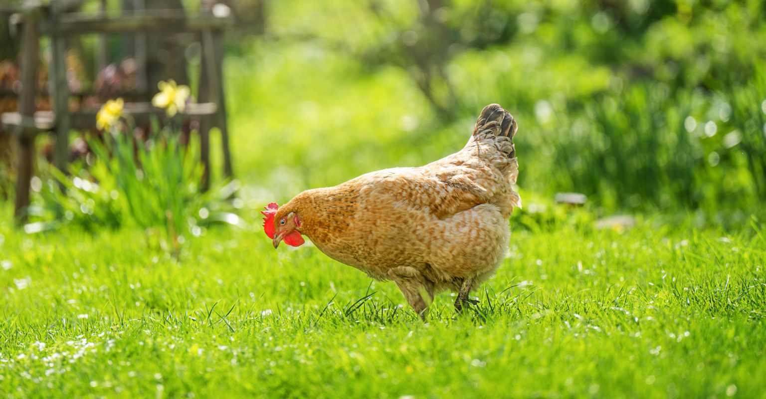 Canicule Protégez Vos Poules Avec Ces 5 Astuces Infaillibles