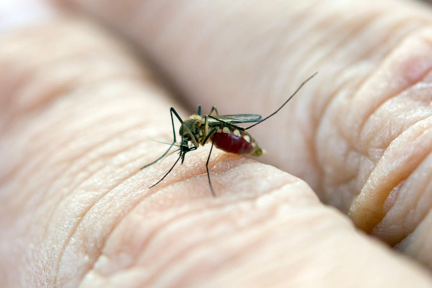 Piqûres d’insectes : découvrez comment reconnaître les signes d’une piqûre grave