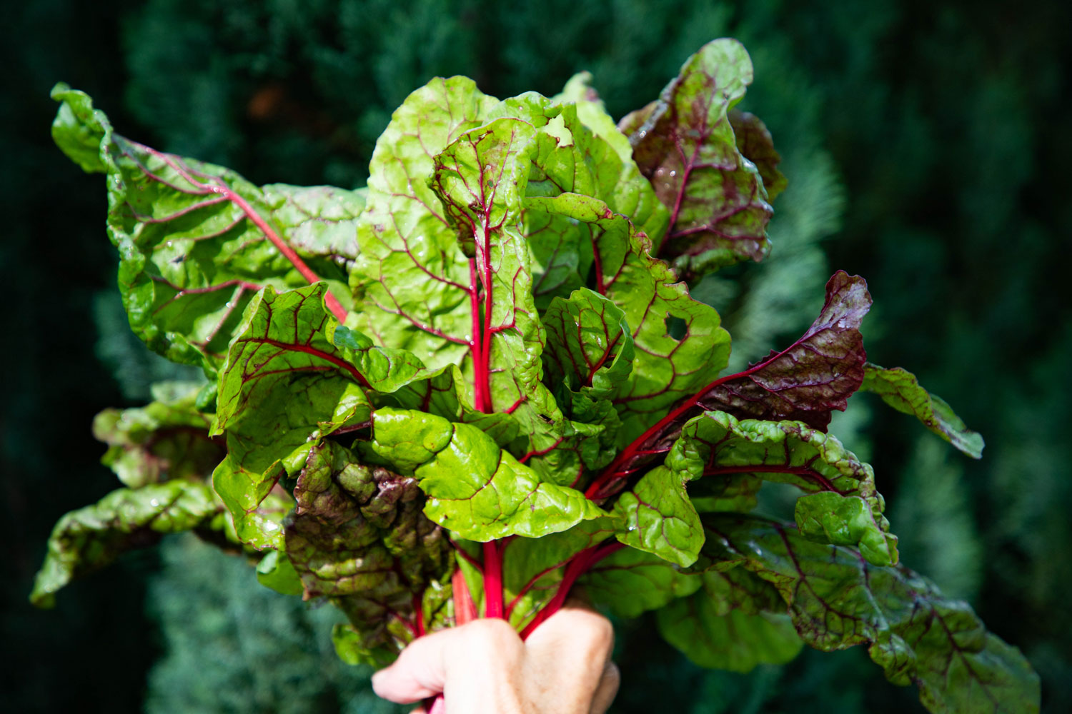 Cultiver de la blette dans votre potager : semer, planter, et récolter