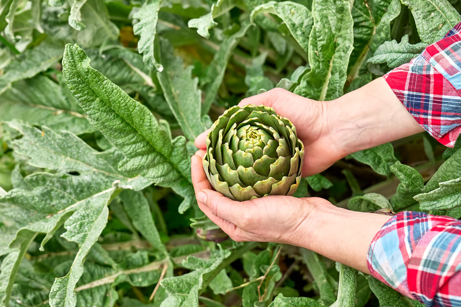 Les secrets pour des artichauts savoureux et réussis dans votre jardin