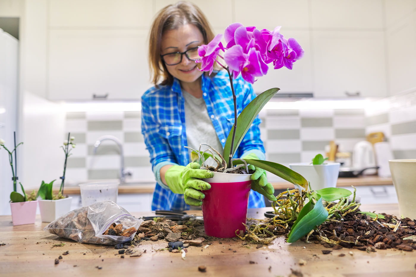 Votre orchidée refuse de fleurir ? Voici comment réagir et ne pas la jeter