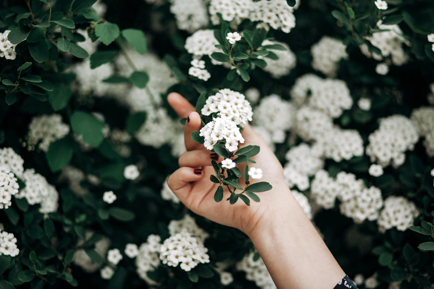 Découvrez 9 plantes anti-inflammatoires à cultiver dans votre jardin