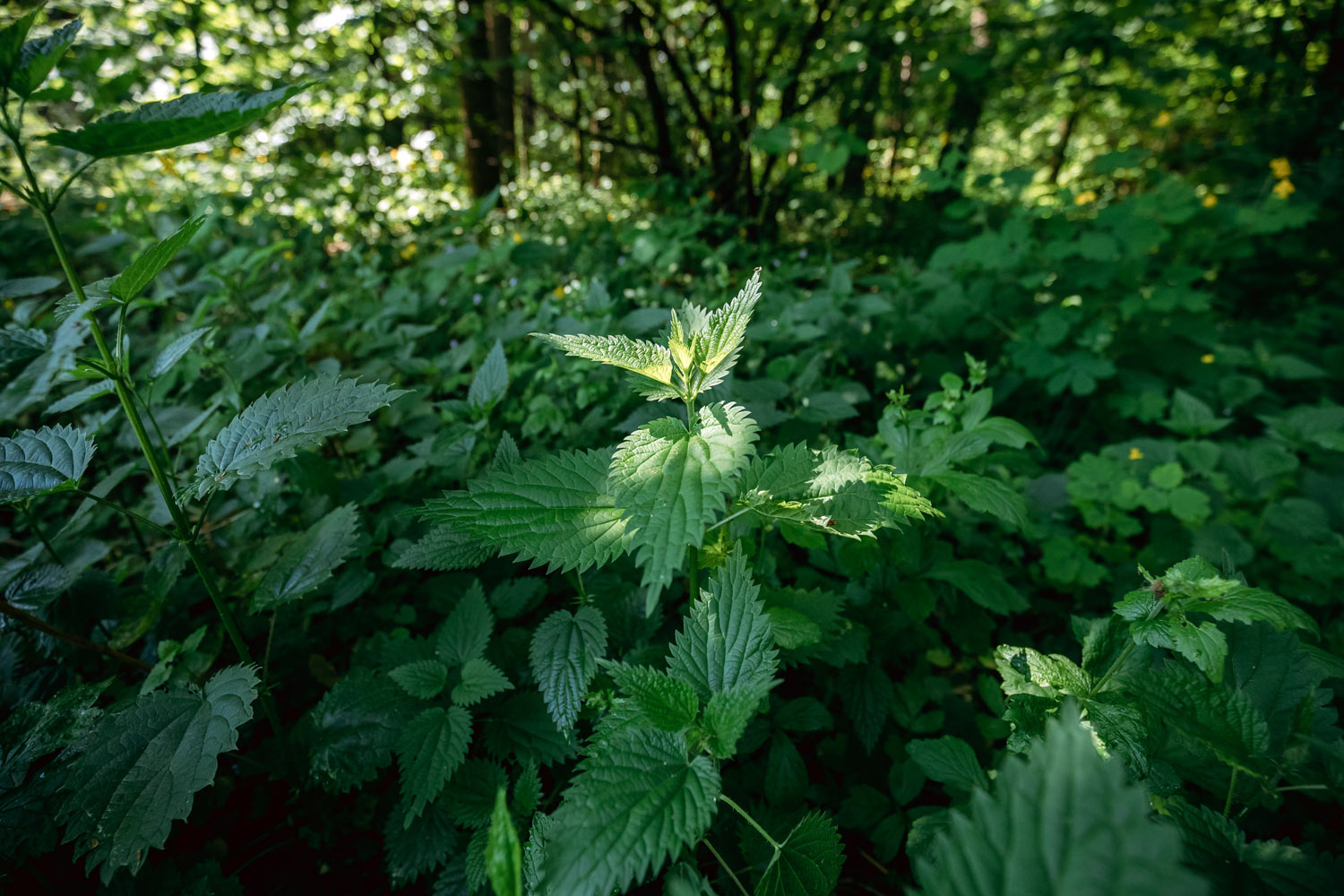 Le purin d’orties : l’engrais miracle pour des plantes en pleine santé ?