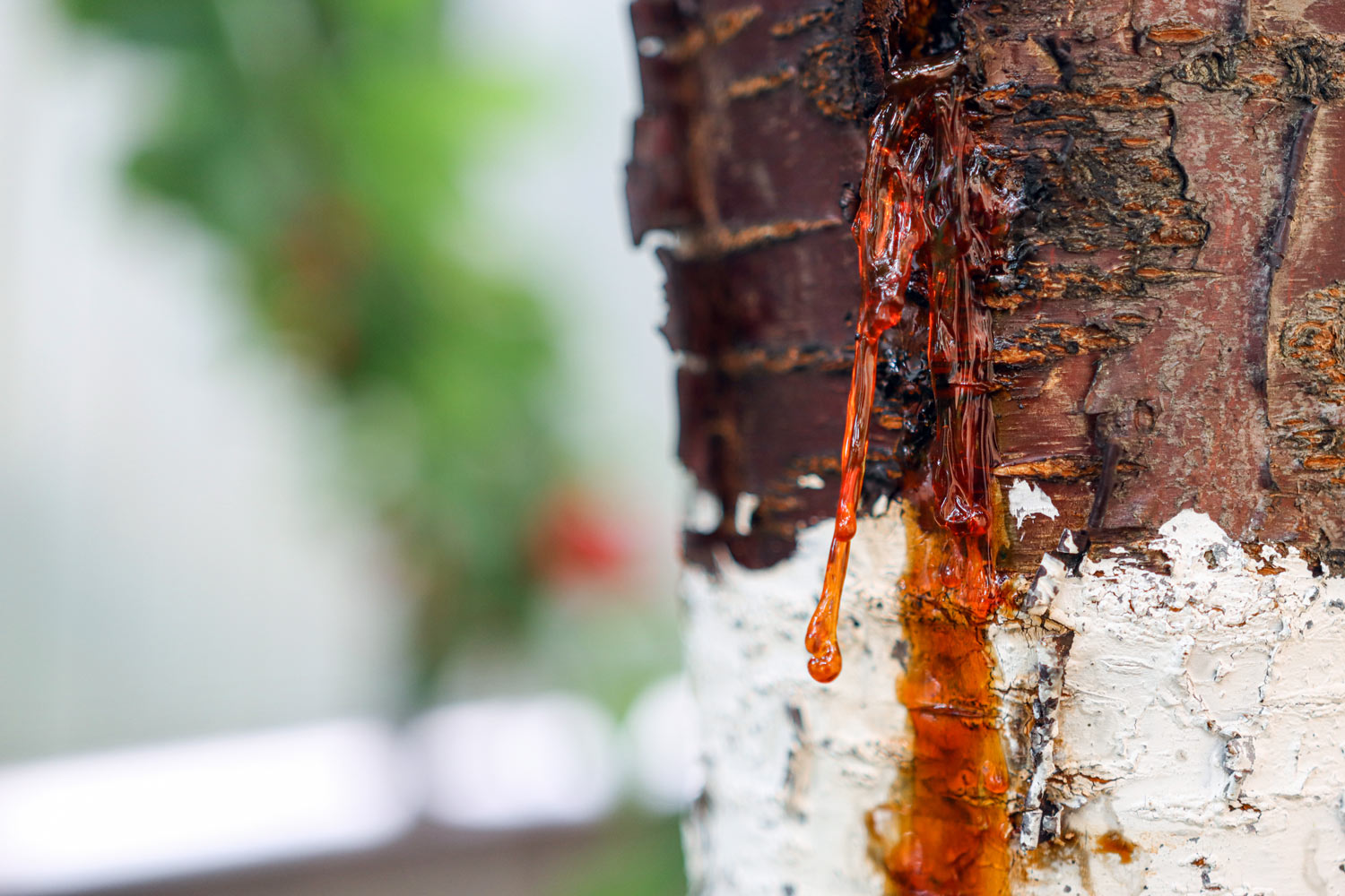 La gommose : la pire ennemie des arbres fruitiers. Voici comment la combattre