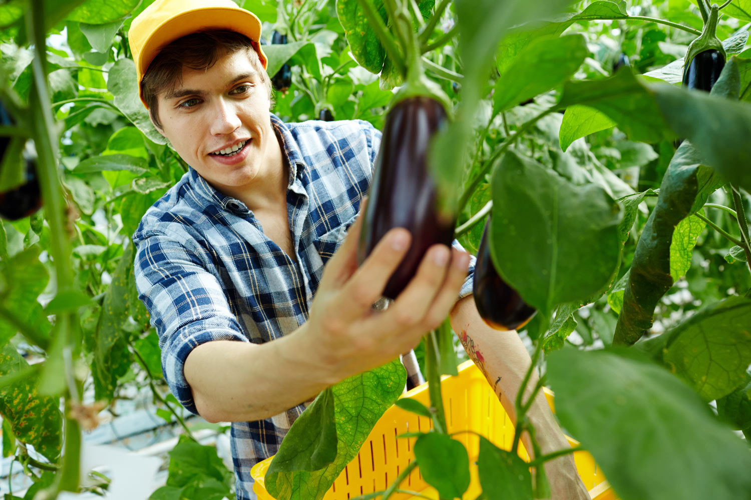 Comment traiter les différentes maladies des aubergines facilement ?