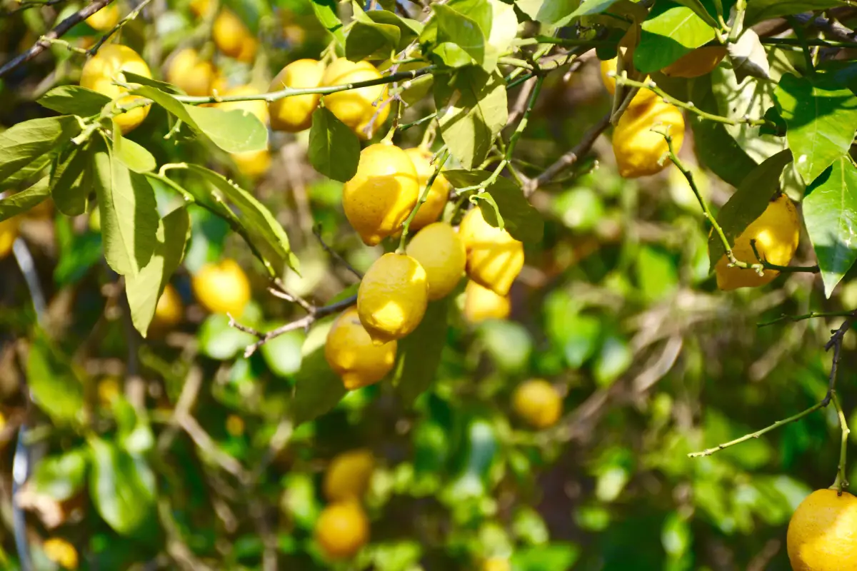 fumagine du citronier