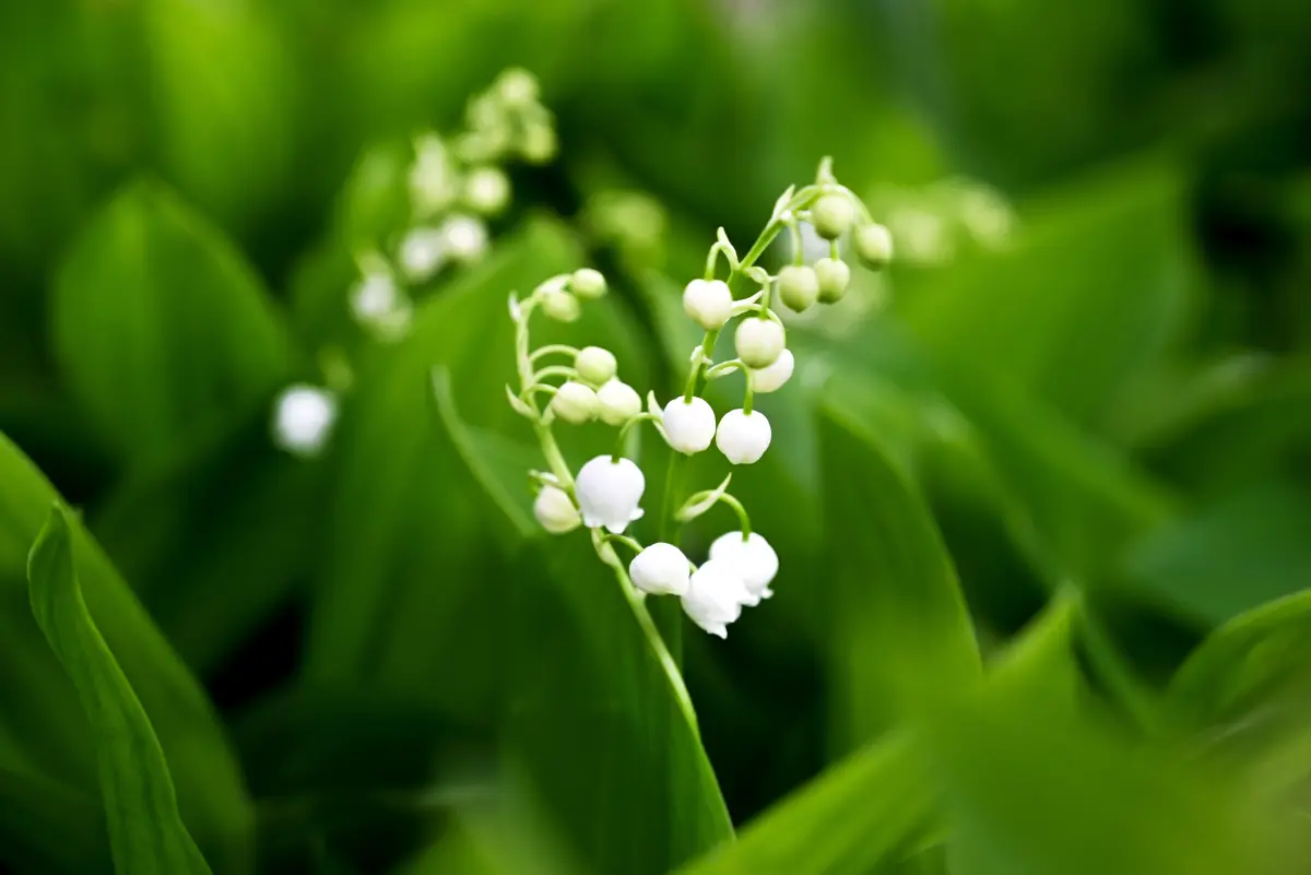 Est-ce (très) bientôt la fin de la tradition du muguet le 1er Mai ?