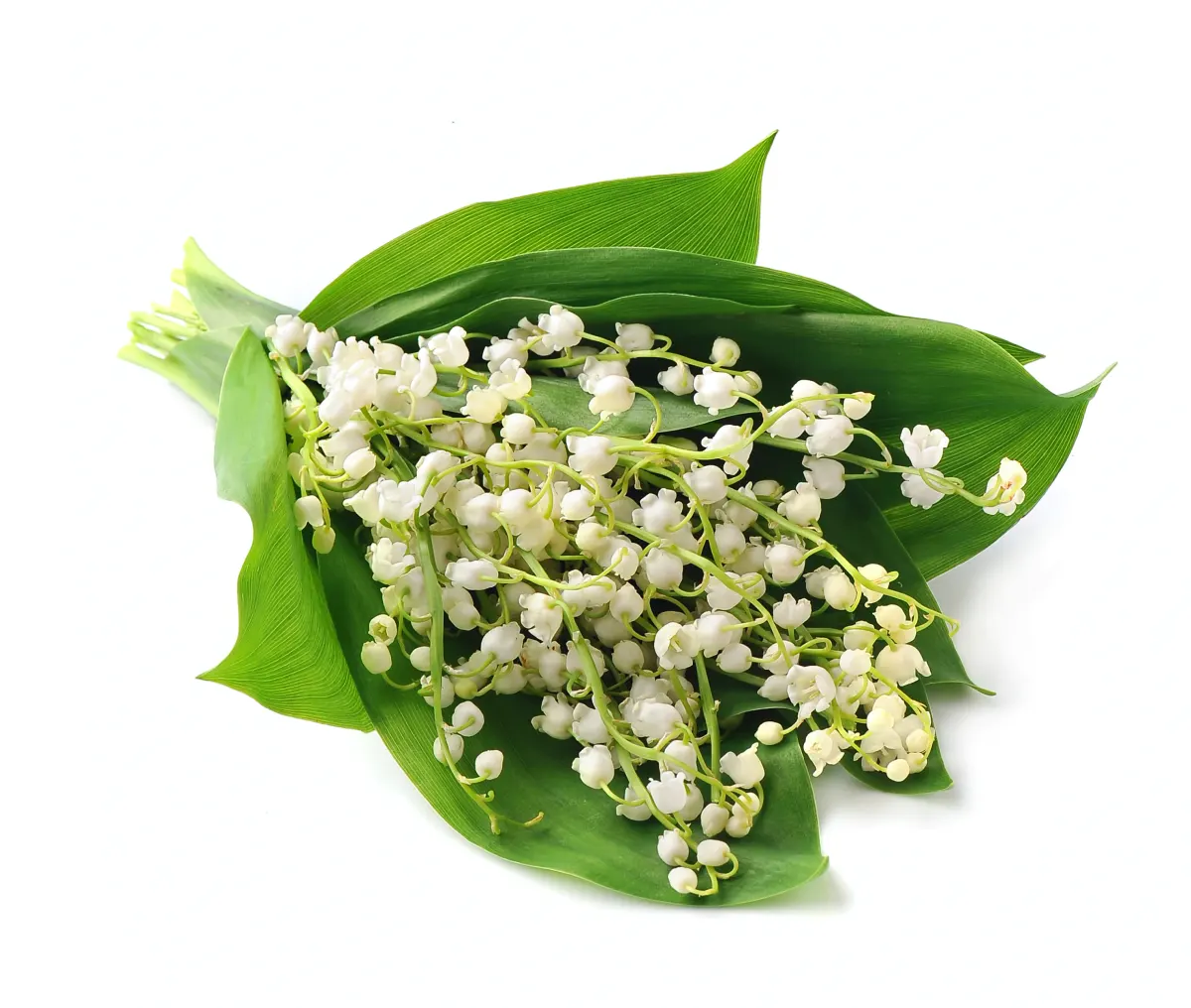 Votre muguet perd rapidement de sa fraîcheur ? Vous faites sûrement l'une de ces erreurs