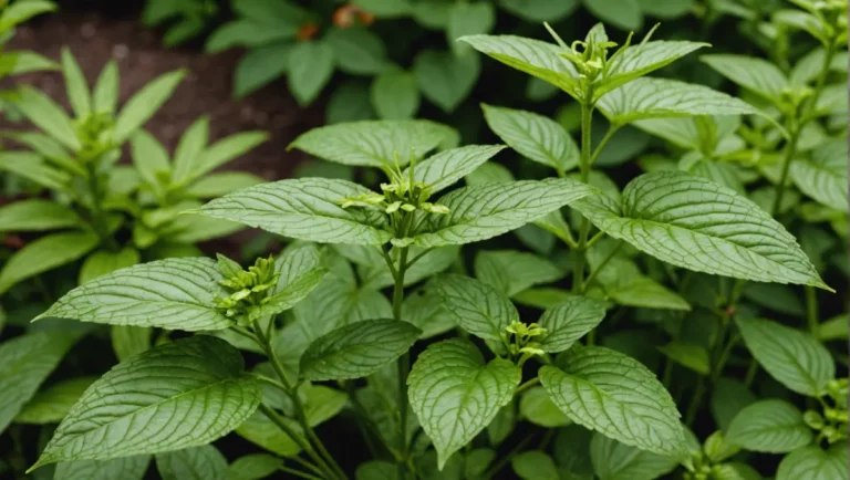 découvrez les plantes qui repoussent naturellement les moustiques dans votre jardin. profitez d'un jardin sans moustiques grâce à ces plantes répulsives. conseils et astuces pour une protection naturelle contre les moustiques.