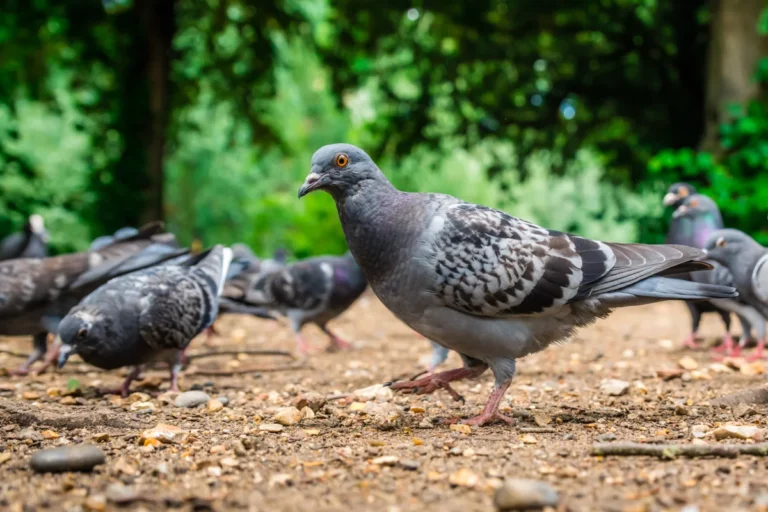 Comment nettoyer efficacement la fiente des pigeons ?