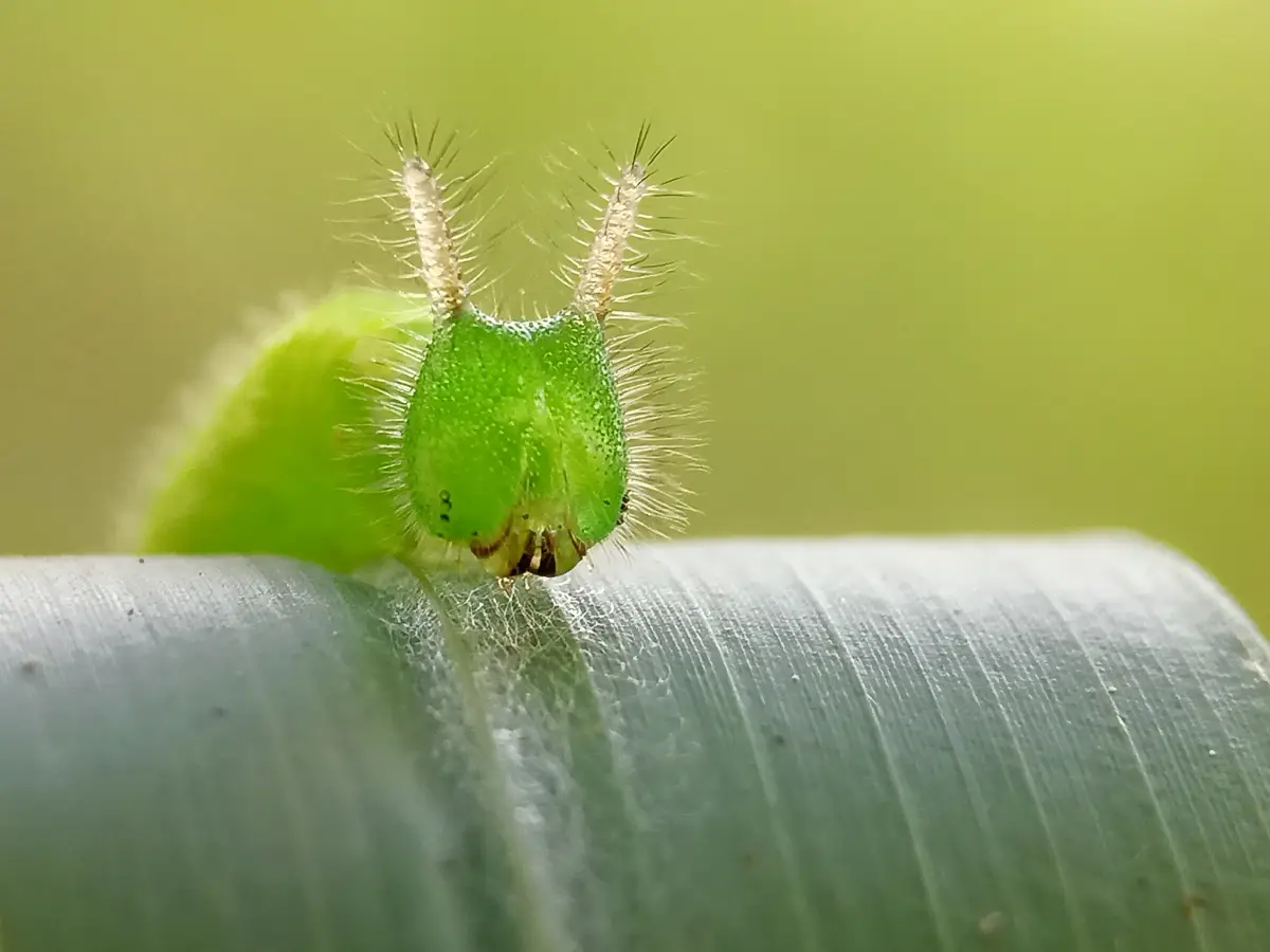 Pourquoi la chenille verte est-elle si fascinante ?
