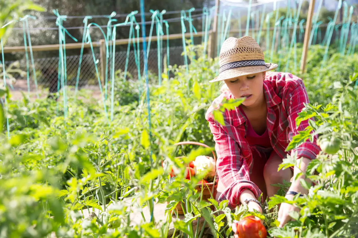 découvrez 7 astuces infaillibles pour protéger vos tomates de la canicule et assurer leur santé et leur rendement dans votre jardin.