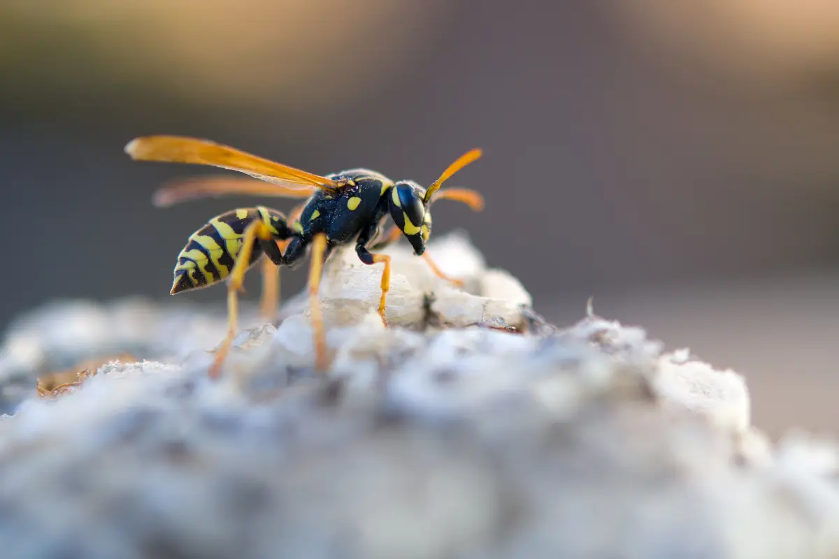 Conseils pour calmer rapidement une piqûre de guêpe dans votre jardin