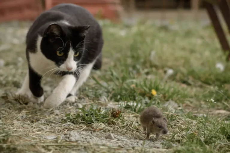 Découvrez les raisons qui attirent les souris dans votre jardin