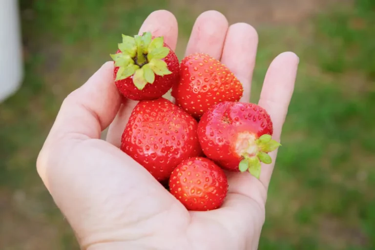 3 recettes incroyables à cuisiner avec vos fraises du jardin - faciles et légères