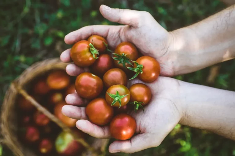 Découvrez nos 3 astuces incontournables pour une récolte de tomates réussie en Juillet et un potager prospère. Faites le plein de conseils !