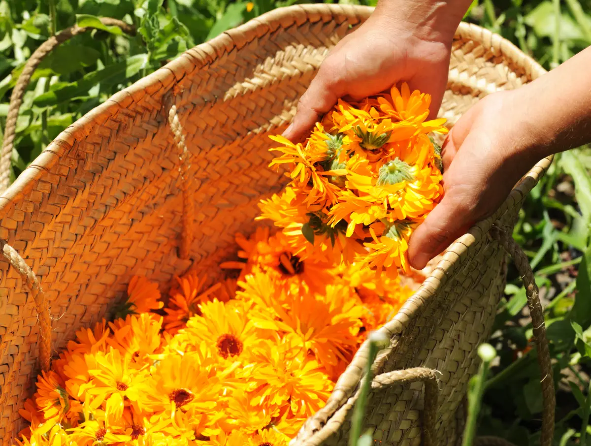 Créer un jardin de plantes médicinales d’automne : les essentielles à planter en septembre