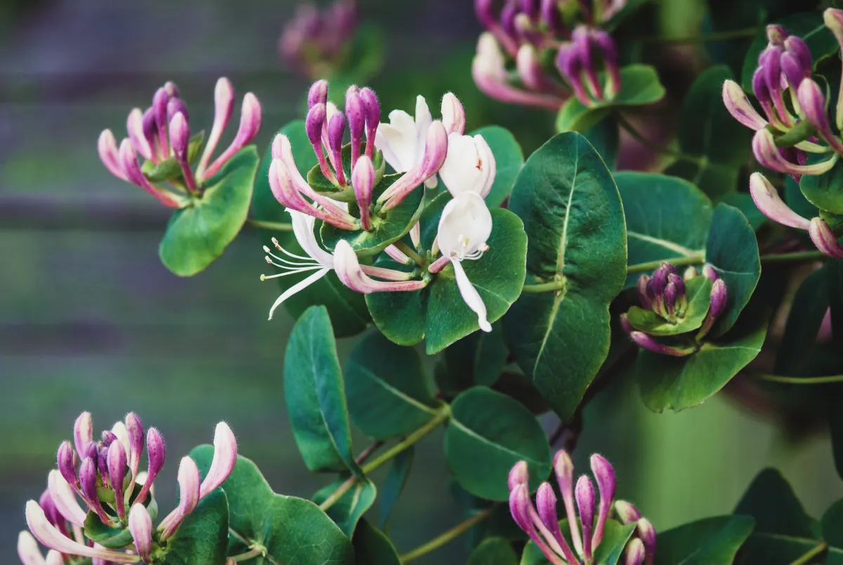 Comment créer une pergola parfumée avec des boutures de chèvrefeuille