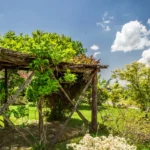 Transformez votre jardin avec des boutures de vigne vierge pour une pergola luxuriante