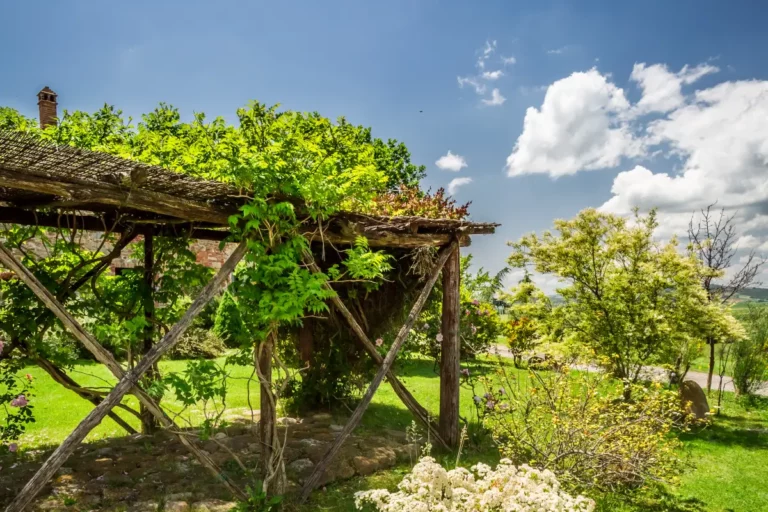 Transformez votre jardin avec des boutures de vigne vierge pour une pergola luxuriante